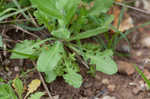 Field pepperweed